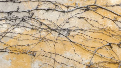 Dry ivy wall background Stock Footage 116746633