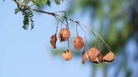 Dry Jacaranda Seed Pods Hanging Against Clear Blue Sky 動画素材 336809561
