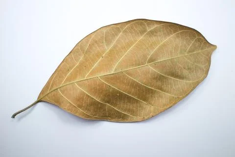 Dry jackfruit leaf isolate on white background Stock Photos