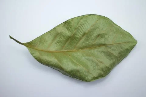 Dry jackfruit leaf isolate on white background Stock Photos