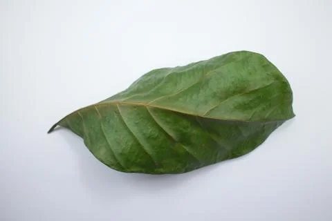Dry jackfruit leaf isolate on white background Stock Photos