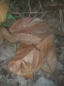 Dry jackfruit leaves 写真素材