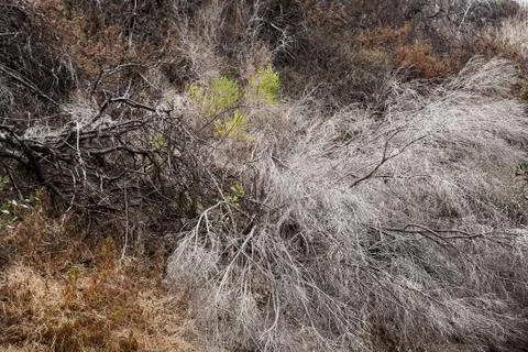 Dry jumbled wild grass as texture backround image Stock Photos