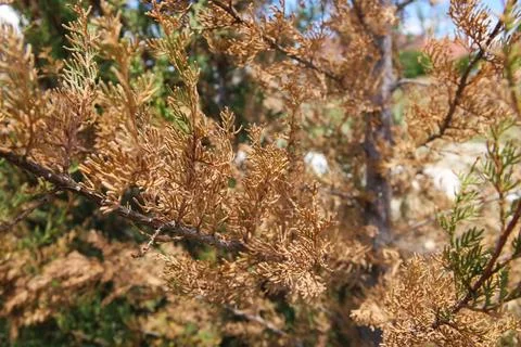 Dry juniper branches close-up. Concept of poor tree care. 스톡 사진