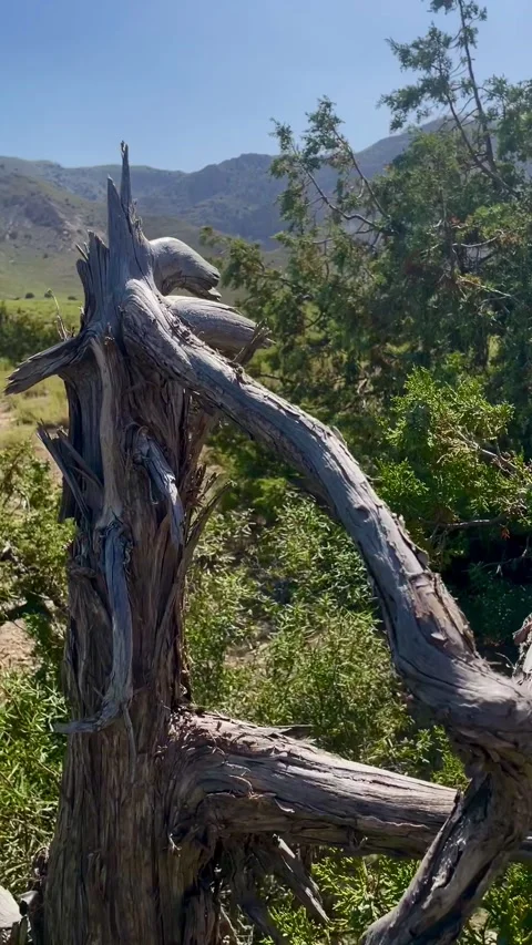 Dry Juniper tree Stock Footage 280242298