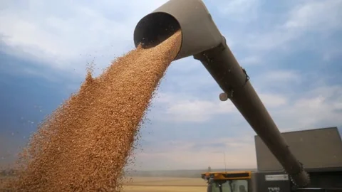 Dry Kernels Falling from Harvester Auger into Tractor for quality control on Stock Footage 270465817