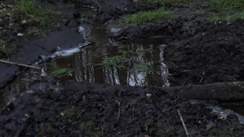 Dry lake in a forest Stock Footage 99396188