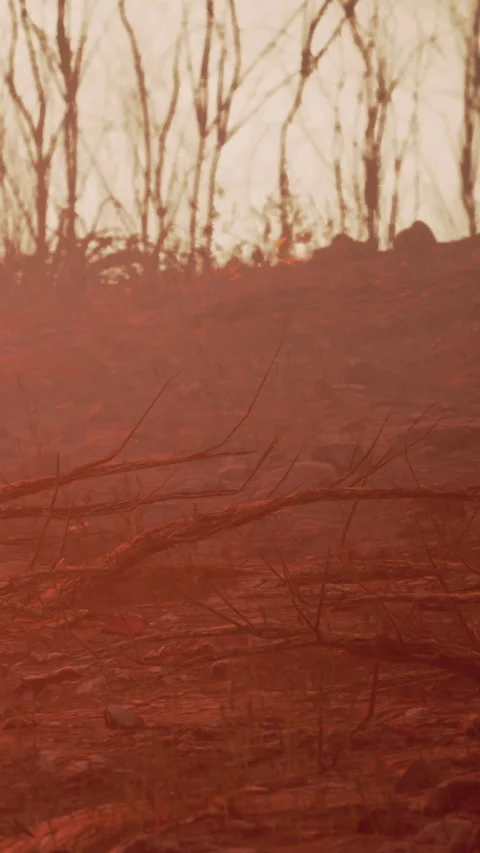 Dry land after wildfire shows burnt trees and dried branches at sunset Stock Footage 343157398