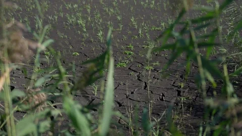 Dry land with cracks due to global warming Video stock 259502821