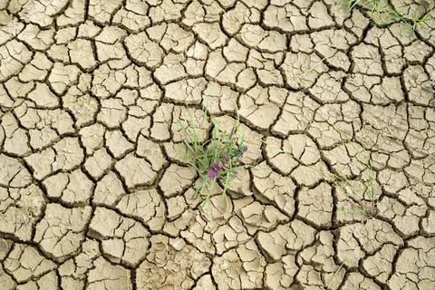 Dry land with grass Foto stock