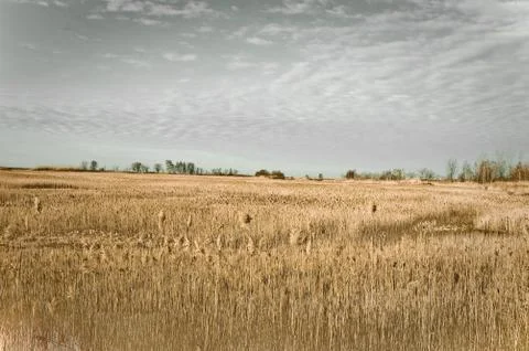 Dry Land Stock Photos