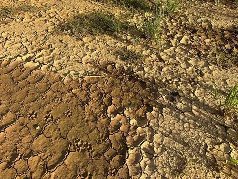 Dry land with sparse vegetation Stock Photos