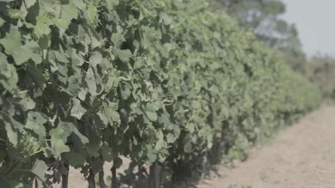 Dry land trees growing 스톡 동영상 146456859