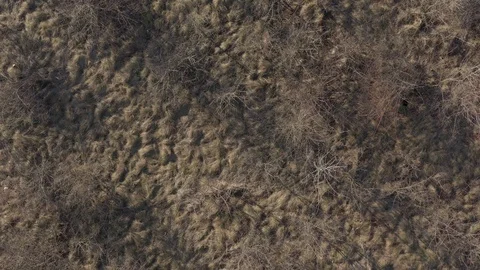 Dry lands with a trees 4K drone footage Stock Footage 107763288