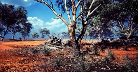 Dry landscape with eucalyptus trees under a bright blue sky Stock Illustration