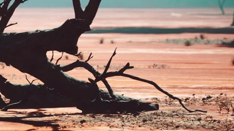 Dry landscape with fallen tree branches in a distant wetland area Stock Footage 343571922