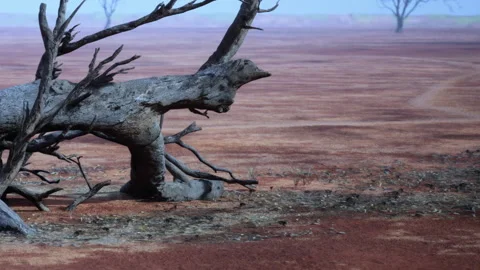 Dry landscape with a fallen tree in a desolate area at sunset Video stock 343500074