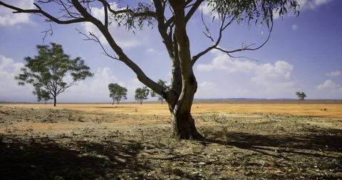 Dry landscape featuring a lone tree under a clear blue sky in Australia Stock Illustration