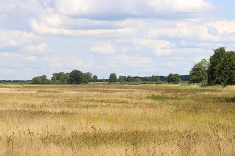 Dry landscape with forest in background Foto stock