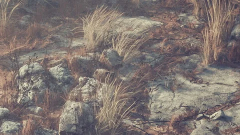 Dry landscape with grass and rocks in a forest area during daytime Stock Footage 340608384