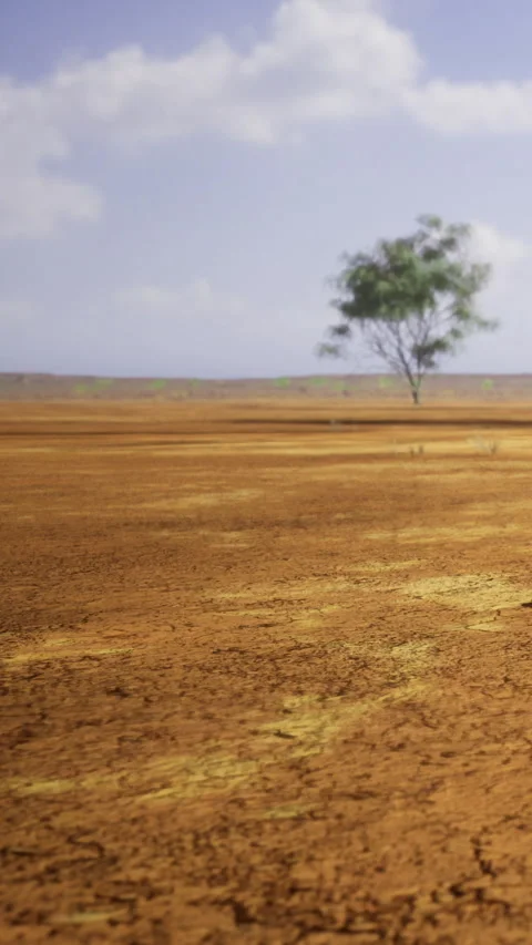 Dry landscape with a lone tree under the clear sky during the day Stock Footage 334265071