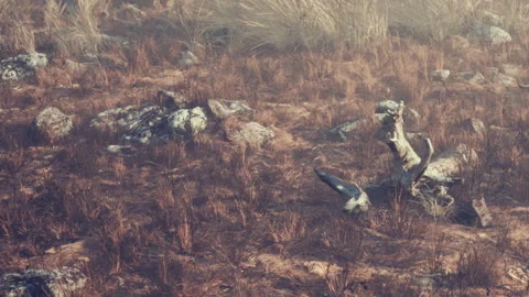 Dry landscape with rocks and dried grass in a natural setting Stock Footage 340610177