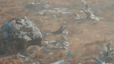 Dry landscape with rocks and dry grass during the morning light Stock Footage 340020688