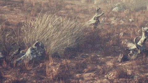 Dry landscape with rocks and grass in a barren area during daytime Stock Footage 340020712
