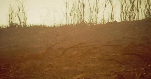 Dry landscape shows aftermath of forest fire in a desolate area during sunset Stock Illustration