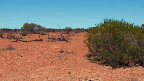 Dry landscape with sparse vegetation and scattered tree branches Stock-Footage 326022359