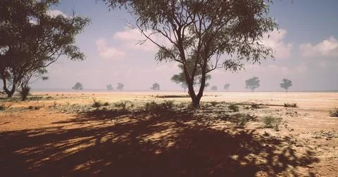 Dry landscape with sparse vegetation and distant trees under a bright sky 스톡 일러스트