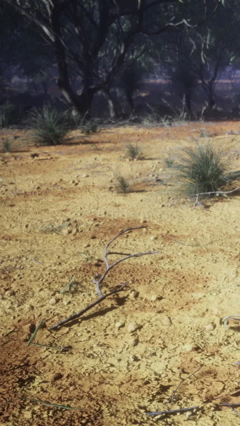 Dry landscape with sparse vegetation in a remote area during daylight Stock Footage 333566709