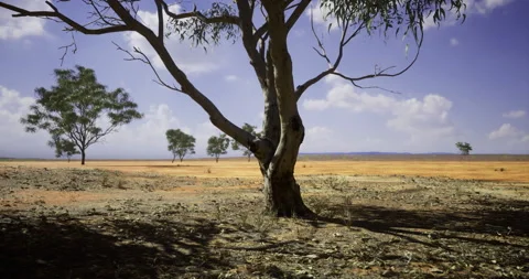 Dry landscape under the bright sky with sparse trees in flat terrain Stock Footage 303769063