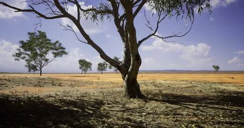 Dry landscape under the bright sky with sparse trees in flat terrain Illustrazione stock
