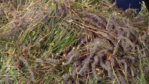 Dry lavender Stock Footage 300866379