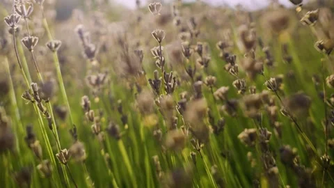 Dry lavender stalks in field with smooth camera tracking movement backward 스톡 동영상 346850548