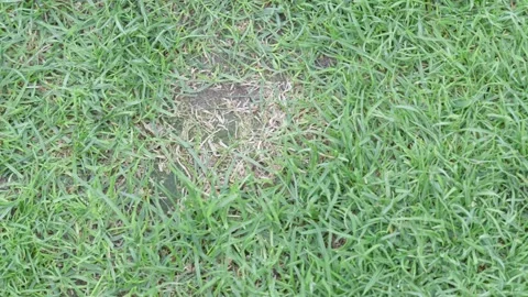 Dry lawn patch close up for unhealthy grass background with damaged turf and Stock Footage 338036544