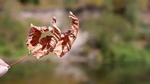 Dry Leaf Against Blurred Green Stock Footage 293185550