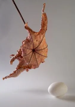 Dry leaf and egg Stock Photos