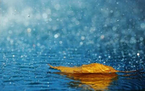 Dry Leaf and Rain Drops Together Foto stock