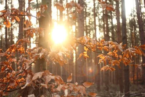 Dry leaf and tree Stock Photos