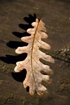Dry leaf on as an autumn background Foto stock