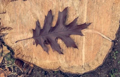 Dry leaf as an Autumn background Stock Photos