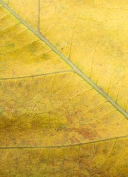 Dry leaf as an Autumn background Stock Photos
