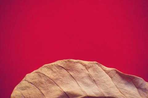 Dry leaf Autumn Background Stock Photos