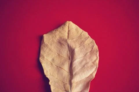 Dry leaf Autumn Background Stock Photos