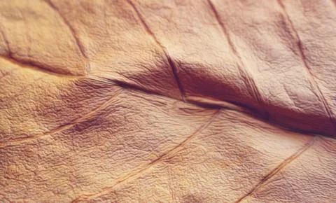 Dry leaf Autumn Background Foto stock