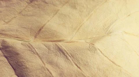 Dry Leaf Autumn Background Foto stock
