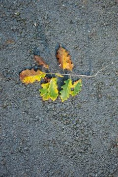 Dry leaf as an Autumn background Stock Photos