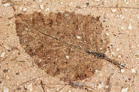 Dry leaf background Stock Photos